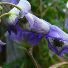 Aconitum hemsleyanum