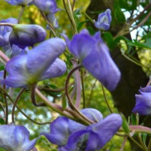 Aconitum hemsleyanum