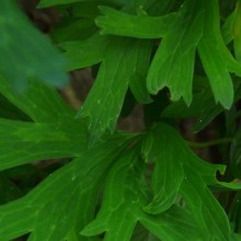 Aconitum hemsleyanum