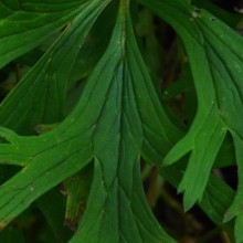 Aconitum hemsleyanum