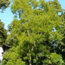 Sophora japonica | habitus