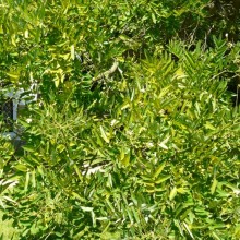 Sophora japonica | list