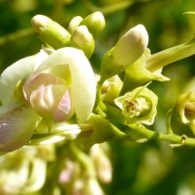 Sophora japonica | květ