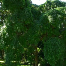 Sophora japonica 'Pendula' | habitus