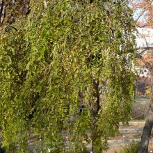 Sophora japonica 'Pendula'