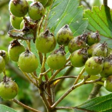 Sorbus intermedia 'Brouwers'