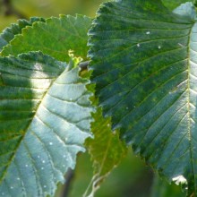 Ulmus hybr. 'Lobel'