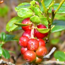 Vaccinium vitis-idaea | plod