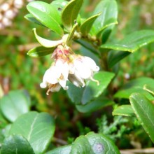 Vaccinium vitis-idaea | květ