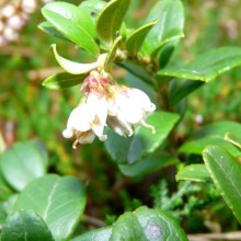 Vaccinium vitis-idaea