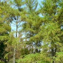 Larix laricina