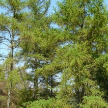 Larix laricina