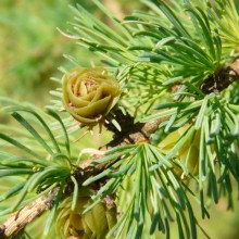 Larix laricina