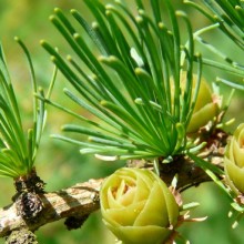 Larix laricina