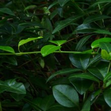 Vinca minor 'Blue and Gold'