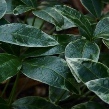 Vinca minor 'Ralph Shugert'