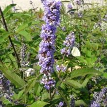 Vitex agnus-castus