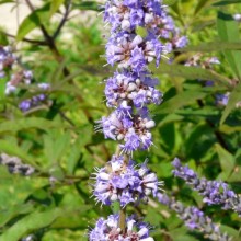 Vitex agnus-castus