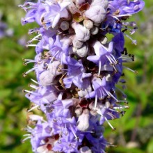 Vitex agnus-castus | květ