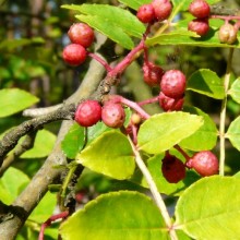 Zanthoxylum stenophyllum