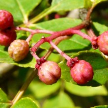 Zanthoxylum stenophyllum | plod