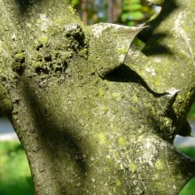 Zanthoxylum stenophyllum