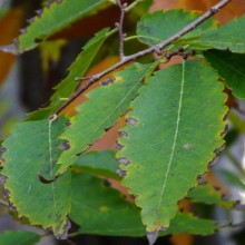 Zelkova serrata | list