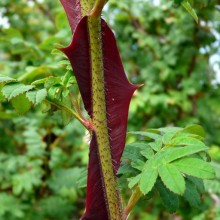 Rosa omeiensis pteracantha