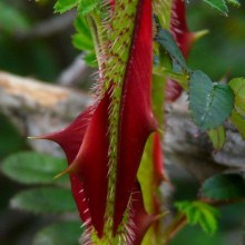 Rosa omeiensis pteracantha