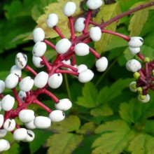 Actaea pachypoda | plody