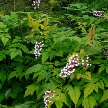 Actaea pachypoda | habitus