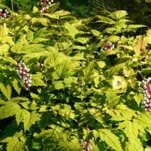 Actaea pachypoda