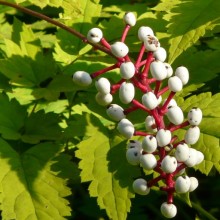 Actaea pachypoda