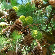 Larix kaempferi