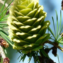 Larix kaempferi