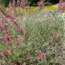 Agastache rupestris | habitus