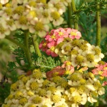 Achillea millefolium 'Forncett Flatton'