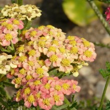 Achillea millefolium 'Forncett Flatton'