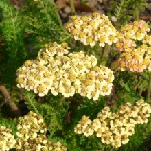 Achillea millefolium 'Forncett Flatton'