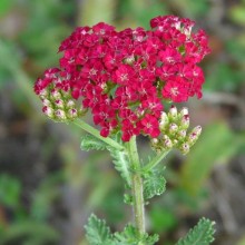 Achillea millefolium 'Red Velvet'