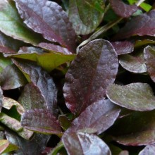 Ajuga reptans 'selekce Troja 2008'