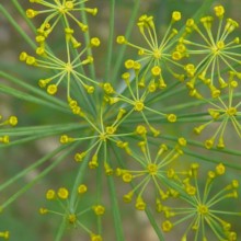 Anethum graveolens 