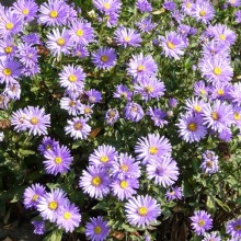 Aster amellus 'Dwarf King'