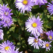 Aster amellus 'Dwarf King'