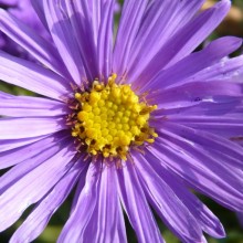 Aster amellus 'Dwarf King'