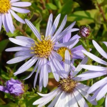 Aster amellus 'Lac de Geneve'