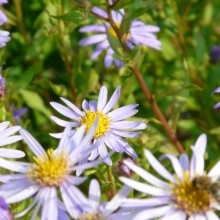 Aster amellus 'Lac de Geneve'