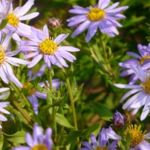 Aster amellus 'Lac de Geneve'