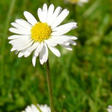 Bellis perennis | květ