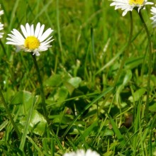 Bellis perennis
